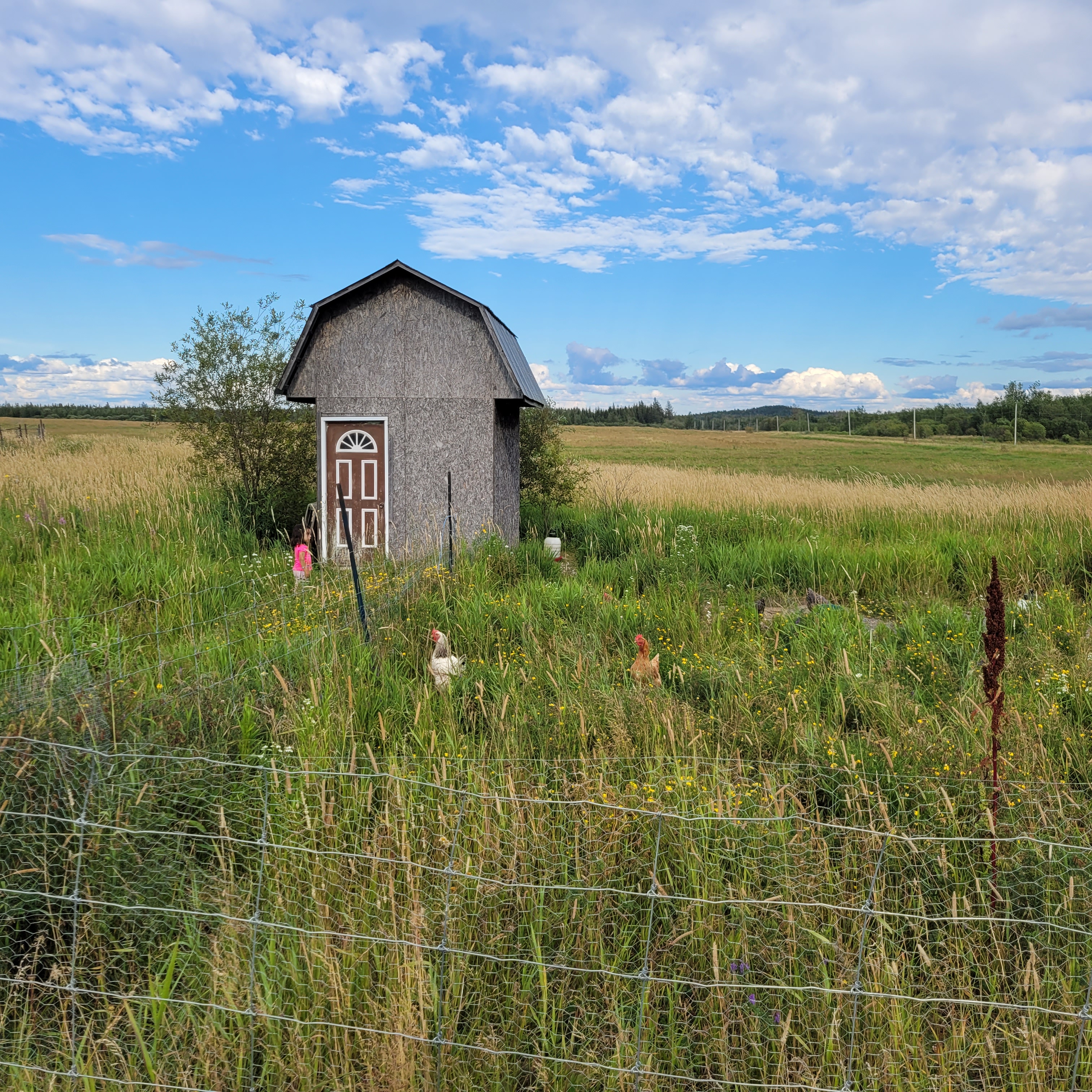These are our chickens.